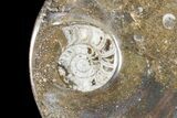 Round Fossil Goniatite Dish #73990-1